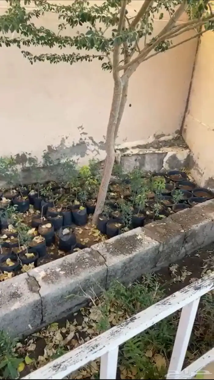 30 شتلة لوز 0