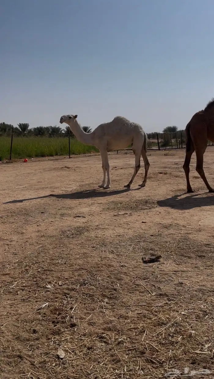 بكره صاهوديه 0