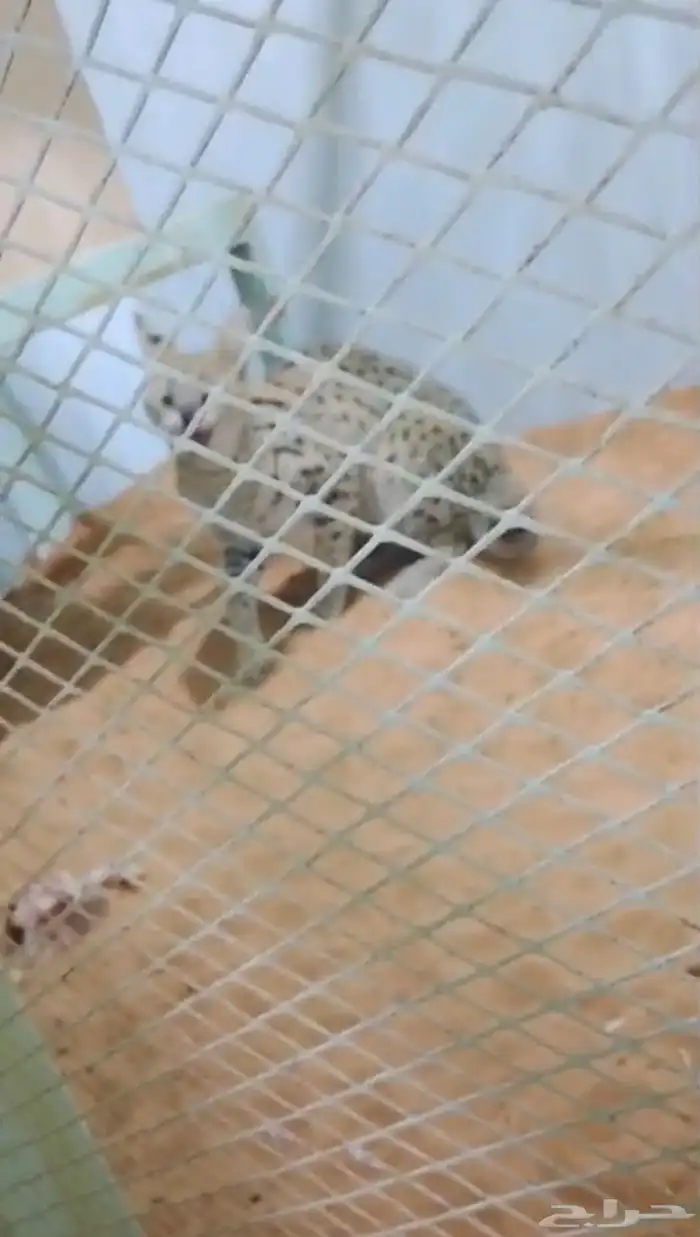 جوز سيرفال 0