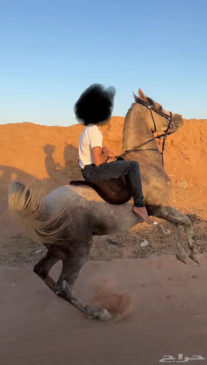 حصان واهو حفيد شنقهاي 0