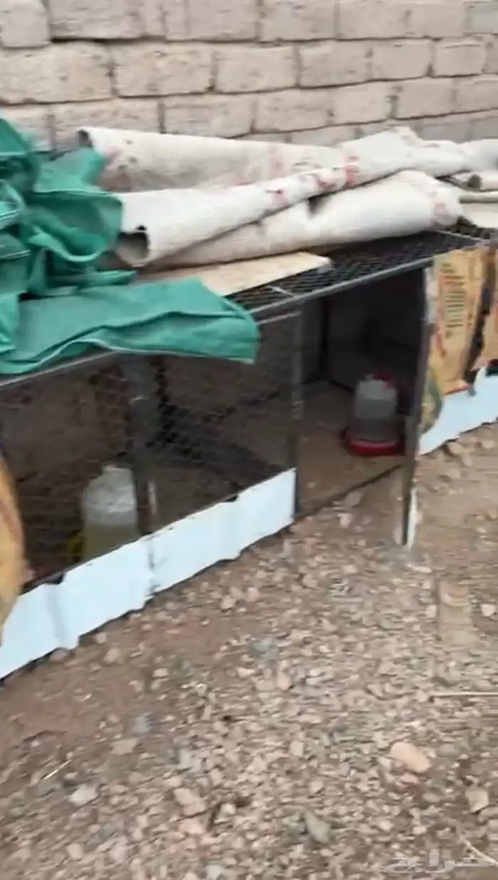 شبك دجاج نوام 0