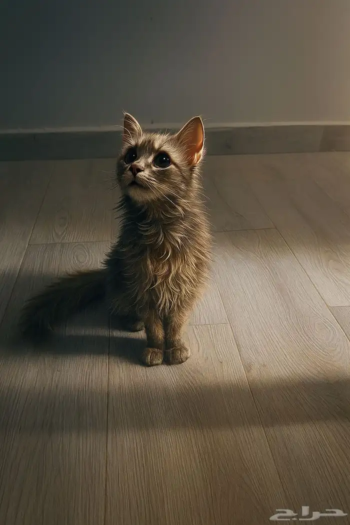 قطط شيرازي 1