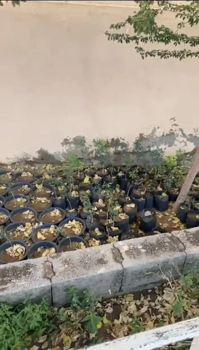 30 شتلة لوز 1