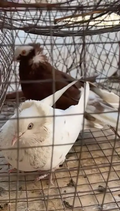 حمام للبيع زينه و عادي ع السوم index