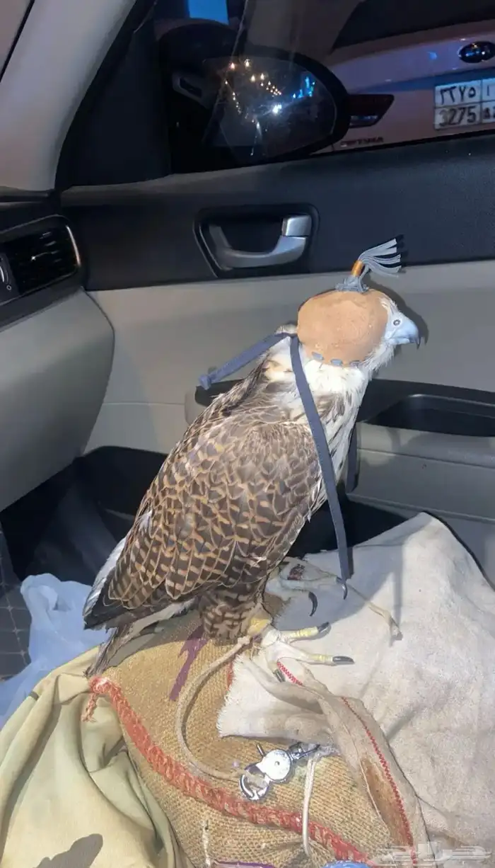 مندوب توصيل من جدة للرياض 2