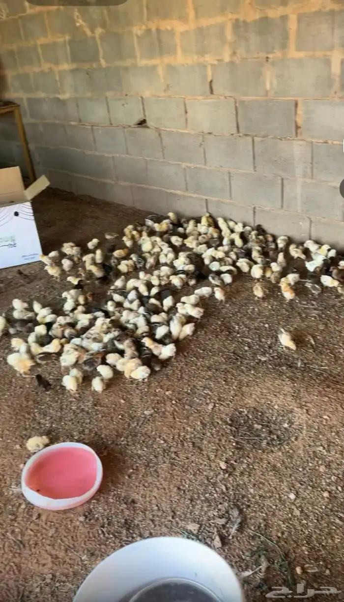 صيصيان للبيع العمر اسبوع 0