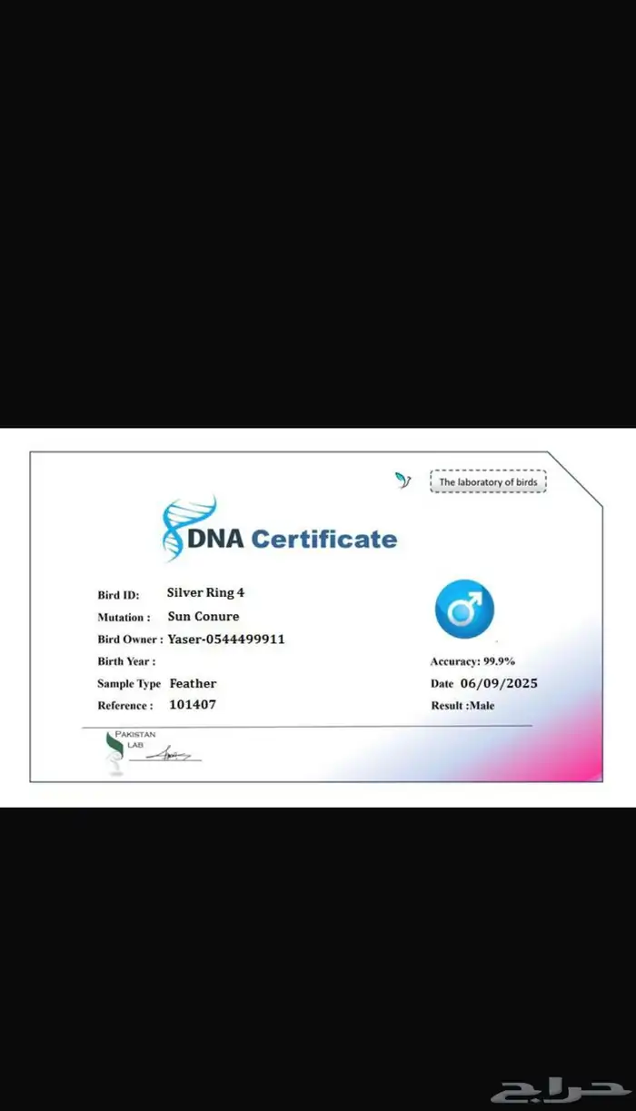 صن كنيور اليف ذكر محلل بشهاده 3