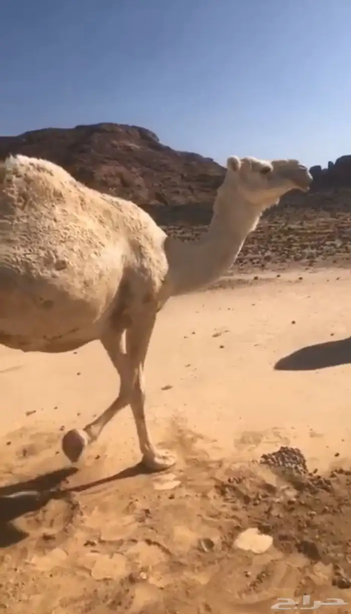 لقحه وضحاء 1