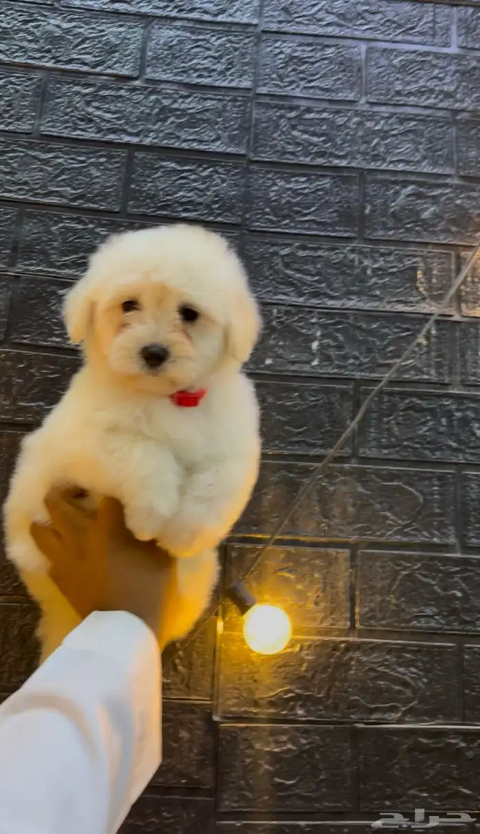 كلاب مالتيبو 0