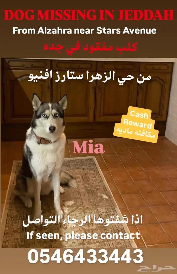 كلب ضائع هاسكي اسمها ميا 0