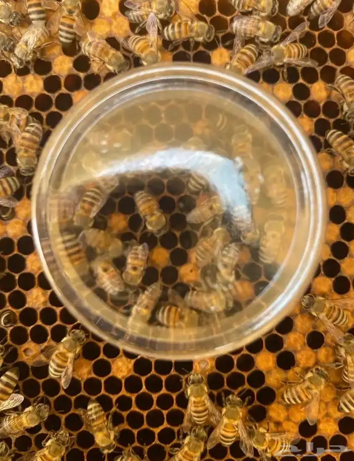 نحل للبيع بالحبه 1