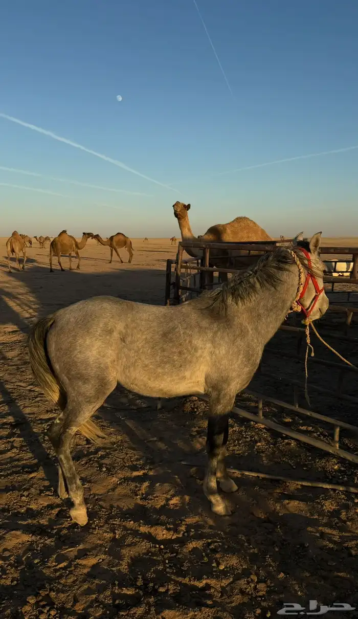 للبيع مهر شعبي 0