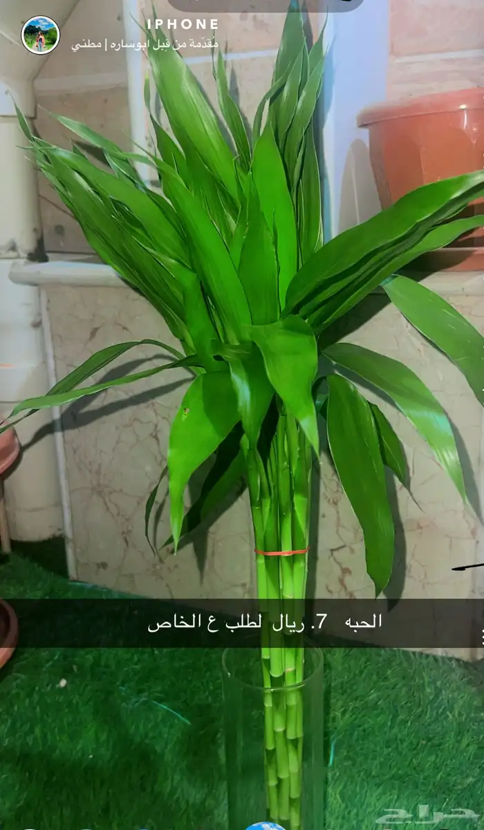 اشجار داخليه 0