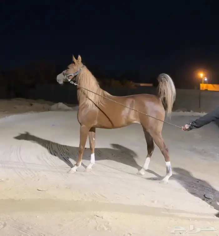 فرس معها مهره 6