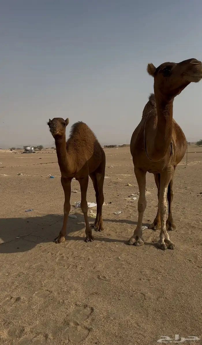 ساحليه حمرا دم معها قعود مشروطه 5