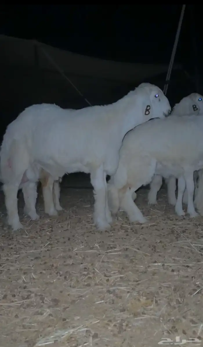 مشروع فحل حري صنف 1