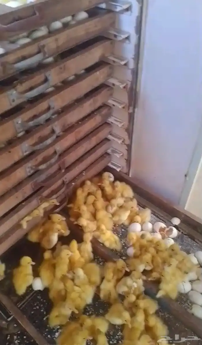 بيض بط بكيني مخصب 4