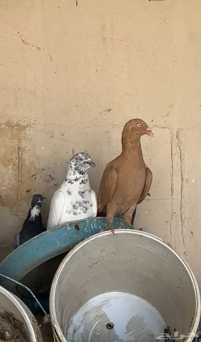 حمام للبيع زينه و عادي ع السوم 6