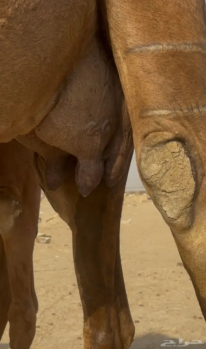 ساحليه حمرا دم معها قعود مشروطه 1