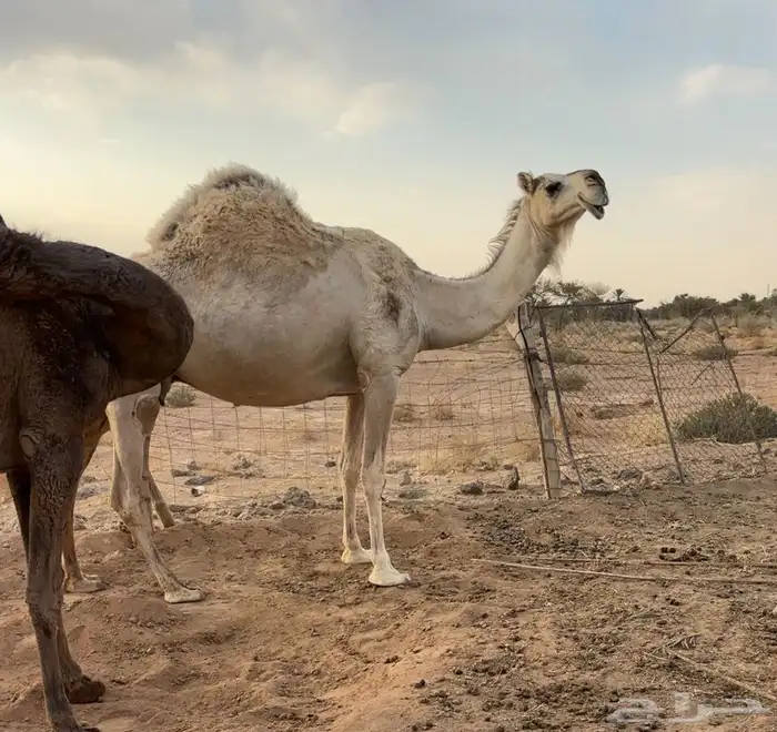 لقحه شقحاء طيبه 0