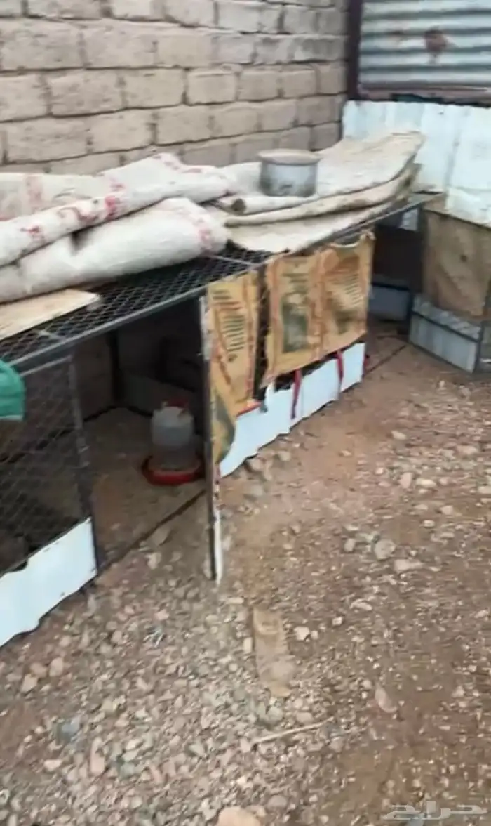 شبك دجاج نوام 1