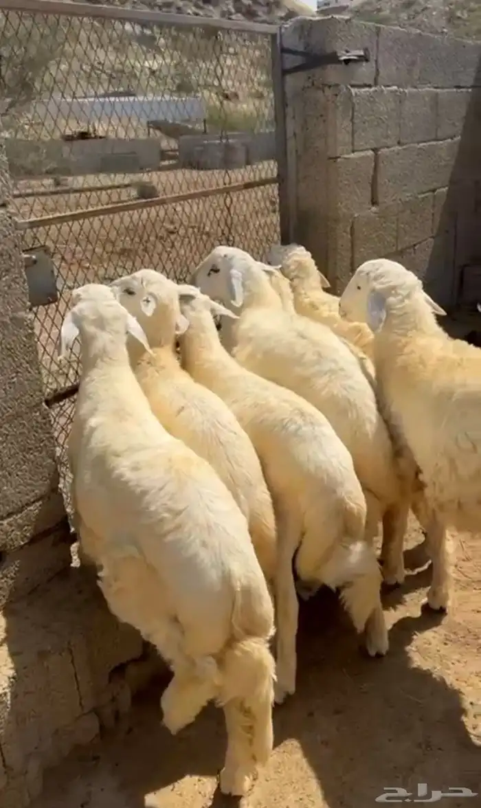 خرفان او طليان حريات سمان ونضاف 7( تم البيع) 0