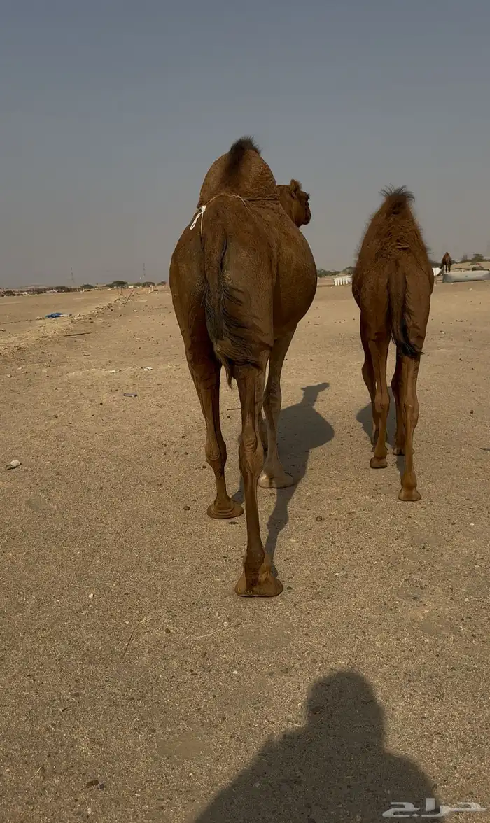ساحليه حمرا دم معها قعود مشروطه 4