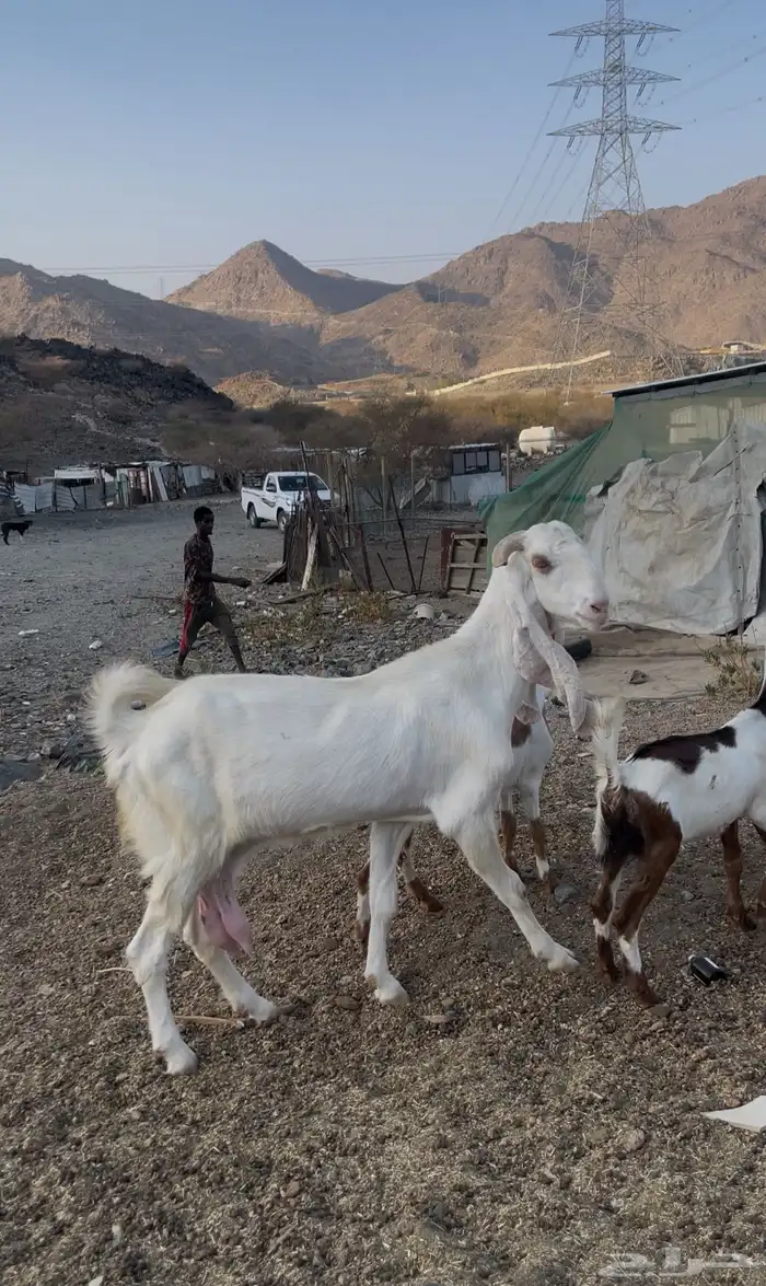 عنز جبره طيبه سليمه من جميع العذاريب تحت جفرتين العمر سدس 0