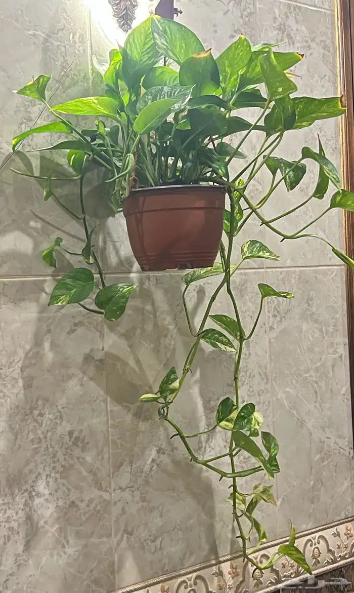 اشجار داخليه 2