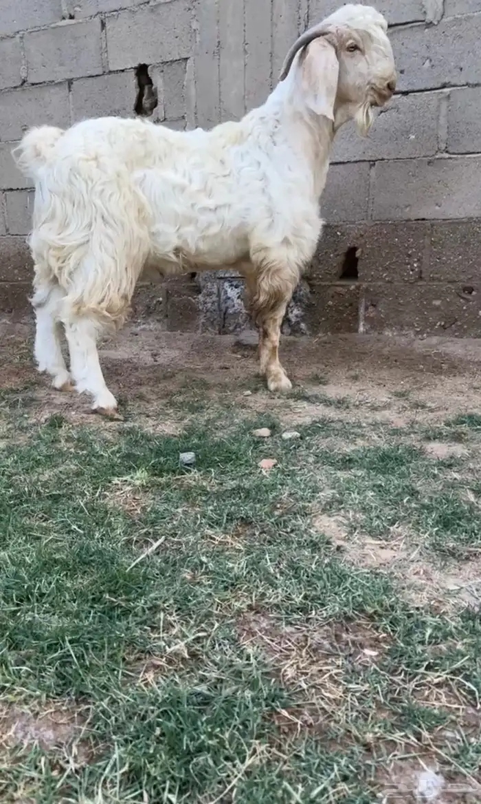 للبيع تيس مشروع فحل 1