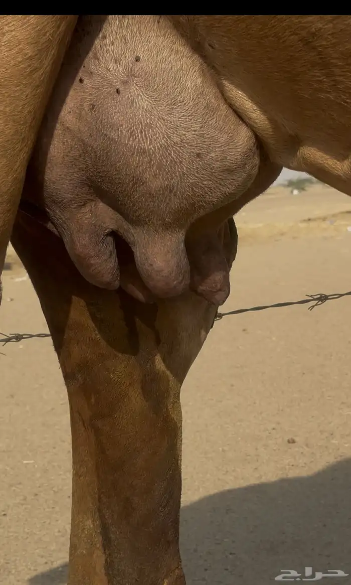 ساحليه حمرا دم معها قعود مشروطه 0