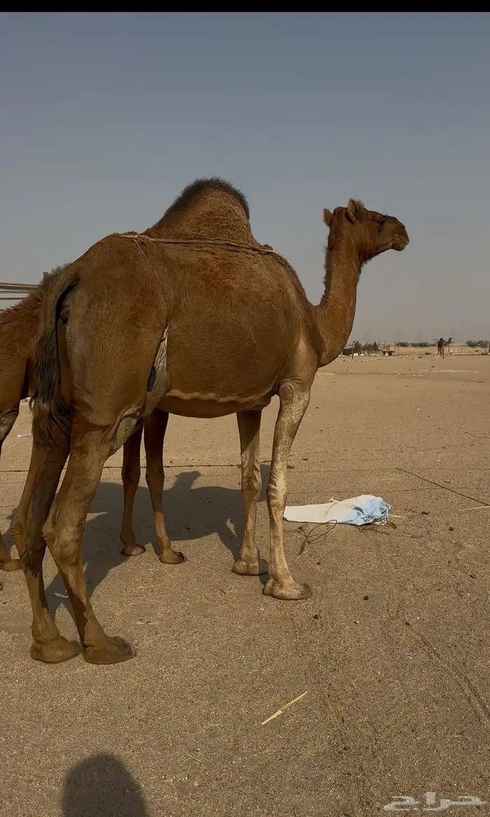 ساحليه حمرا دم معها قعود مشروطه 3