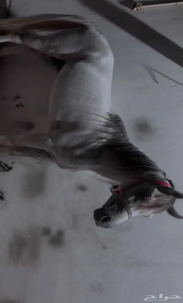 اسلام عليكم للبيع احصان شعبي 8