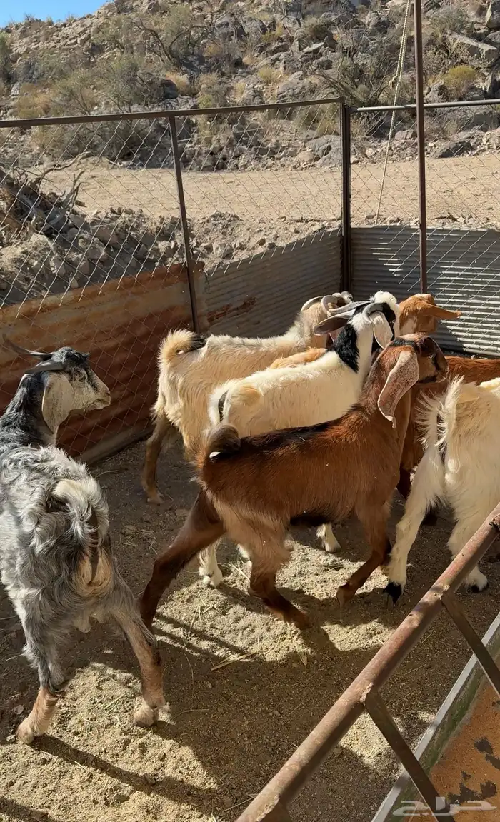 تيوس سمان حلال بر 1