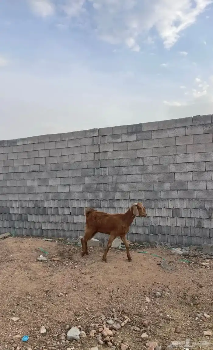 جفره رباعيه 1