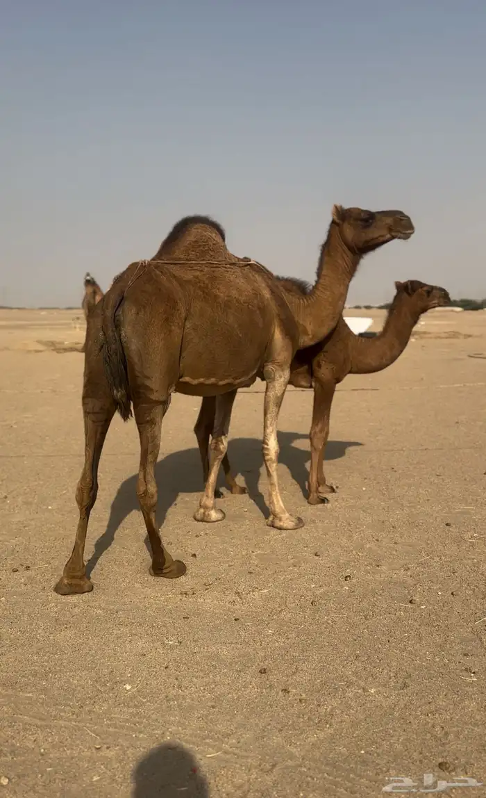 ساحليه حمرا دم معها قعود مشروطه 6