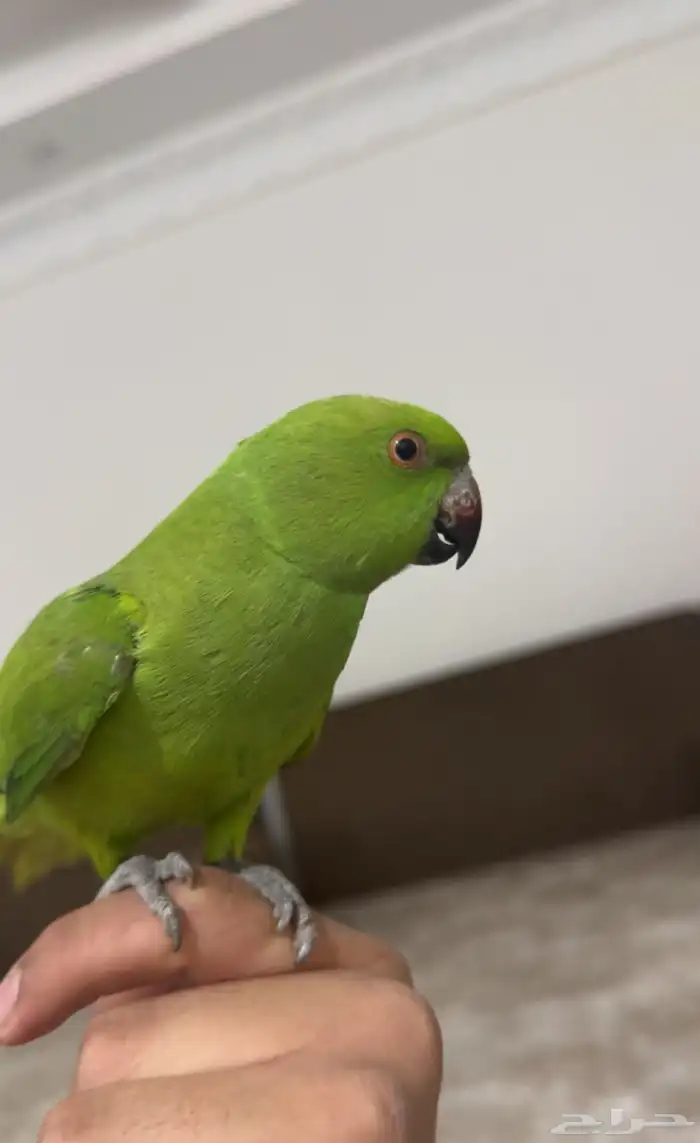 انثى بغبغاء دره 0