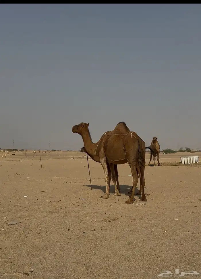 ساحليه حمرا دم معها قعود مشروطه 2