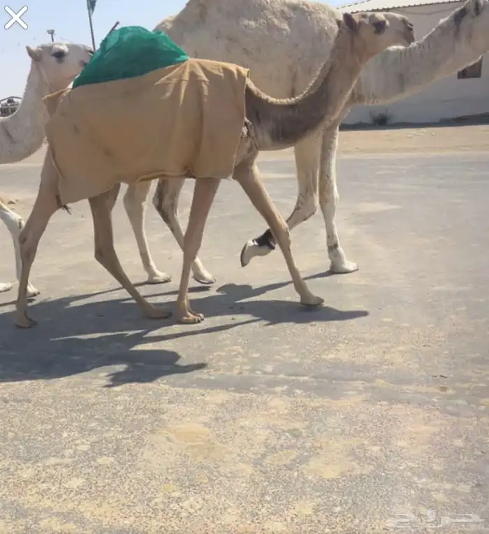 مفرود ذالسنه كفو ووو 0