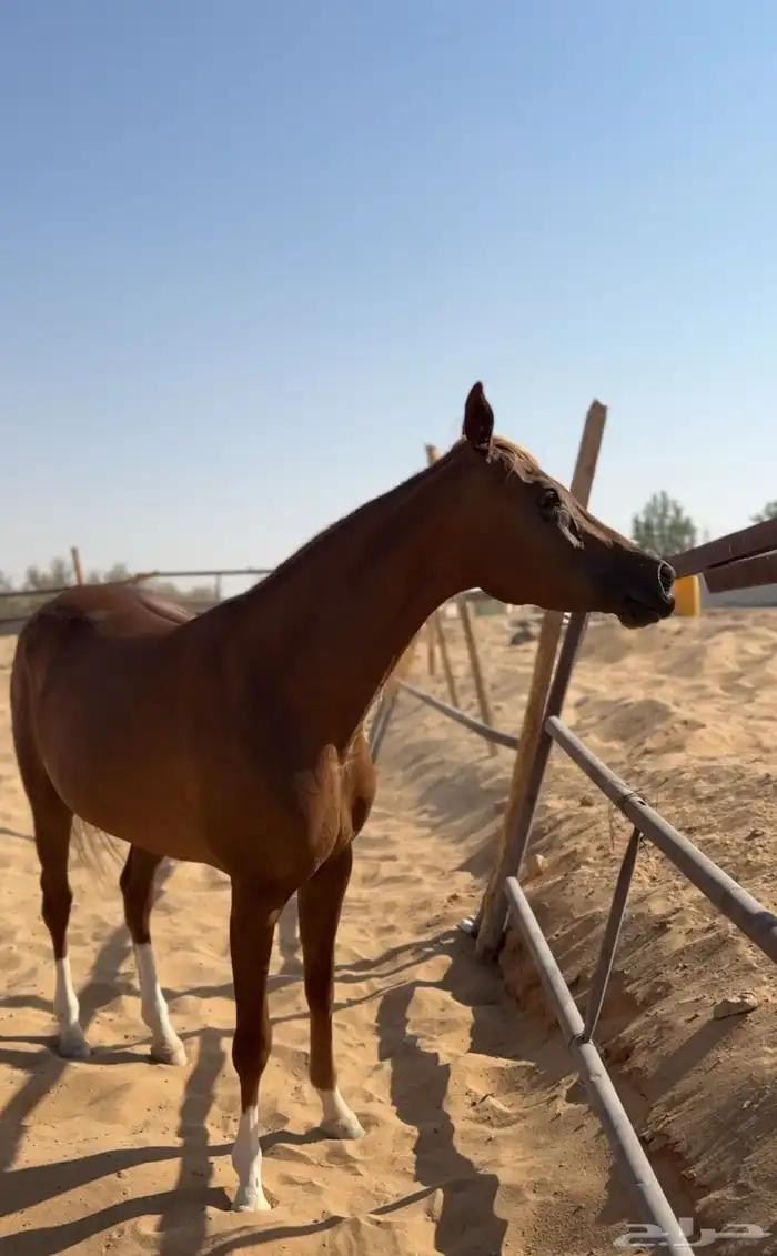 فرس معها مهره 5