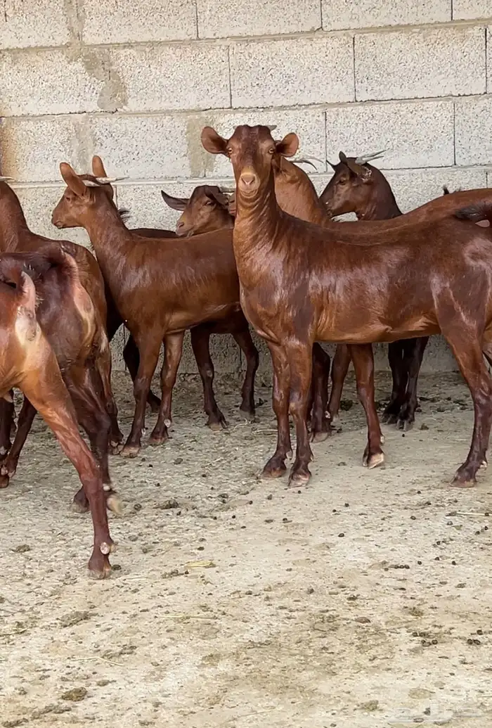 جفار دهم عدد 10 ( تم البيع ) 10