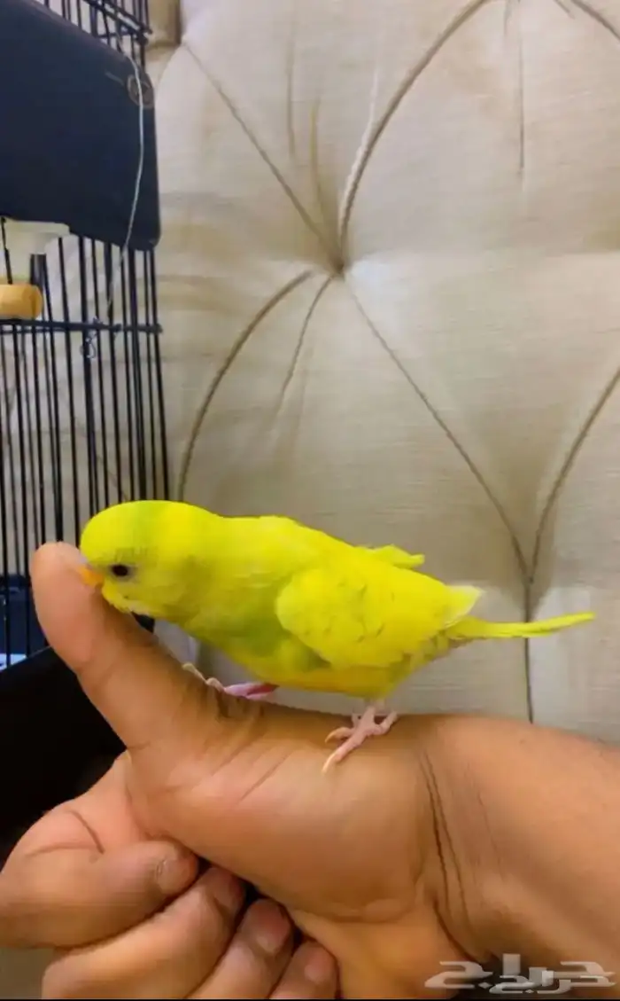 طير حب ( بادجي ) تم البيع 1