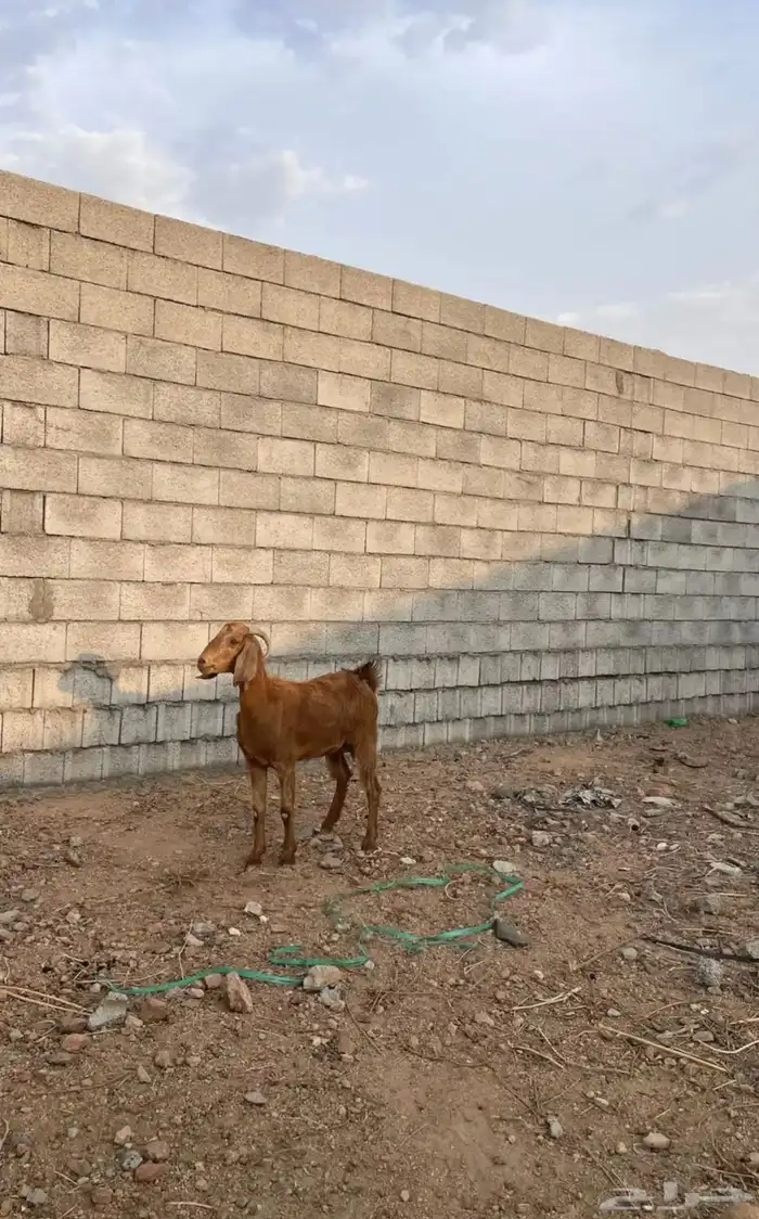 جفره رباعيه 0