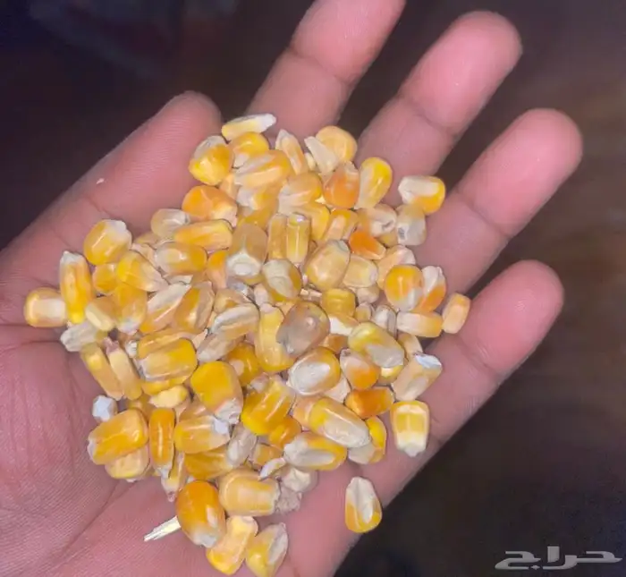 متوفر علف تسمين خام 40 كيلو ذرة   صويا   حنطة السعر 55 ريال 1