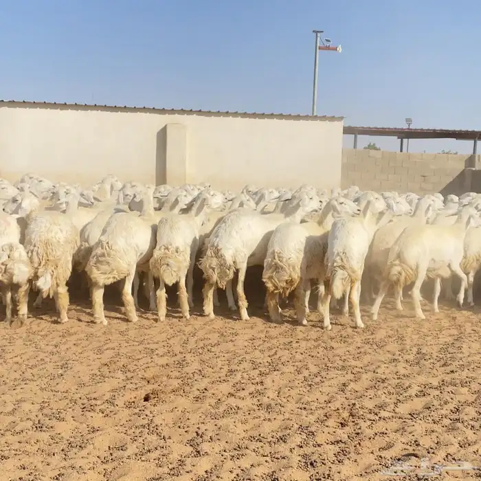 غنم رخال حريات حرش جذعه و ثنيه 226 راس دفيع 1