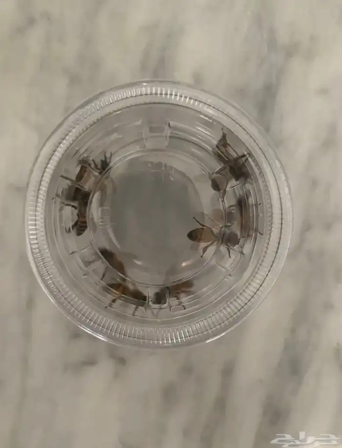 نحل للبيع بالحبه 0