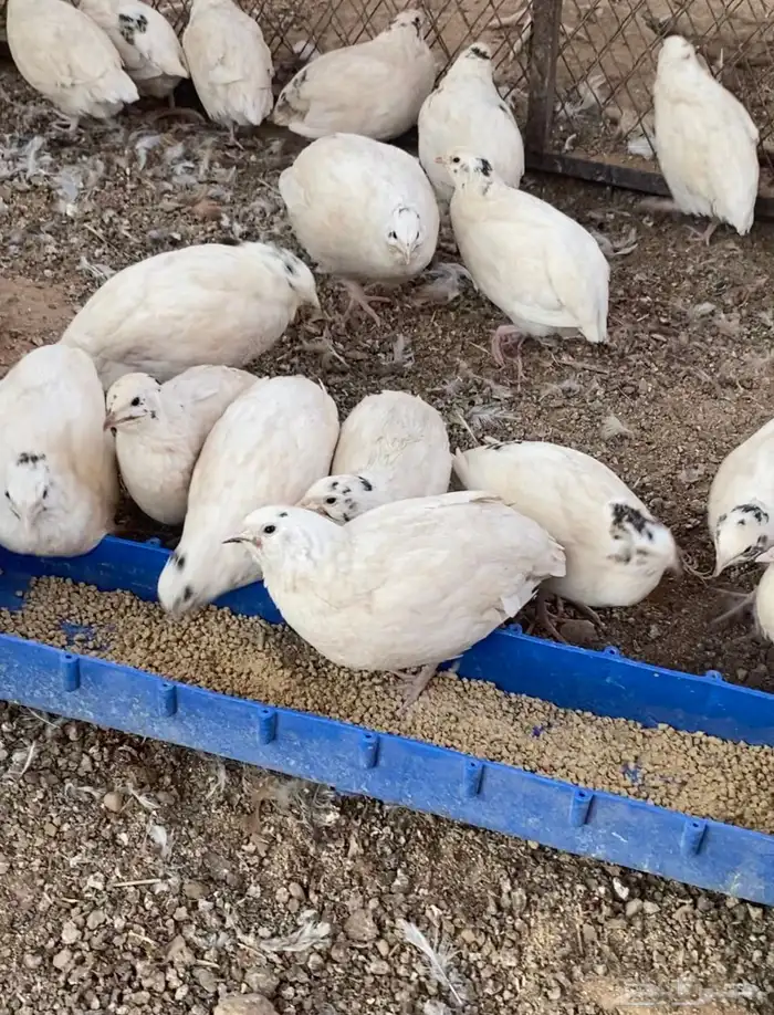 بيض سمان تكساس 1