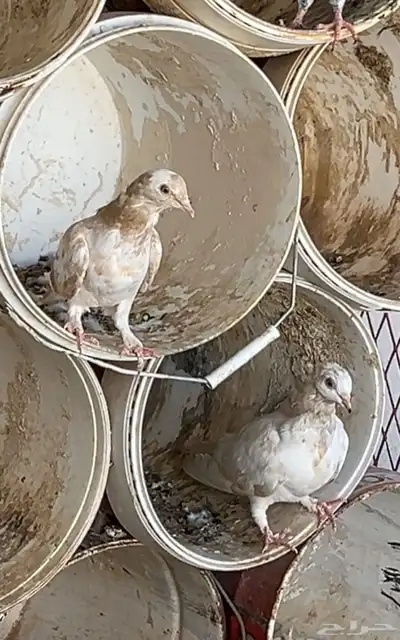 حمام للبيع زينه و عادي ع السوم index