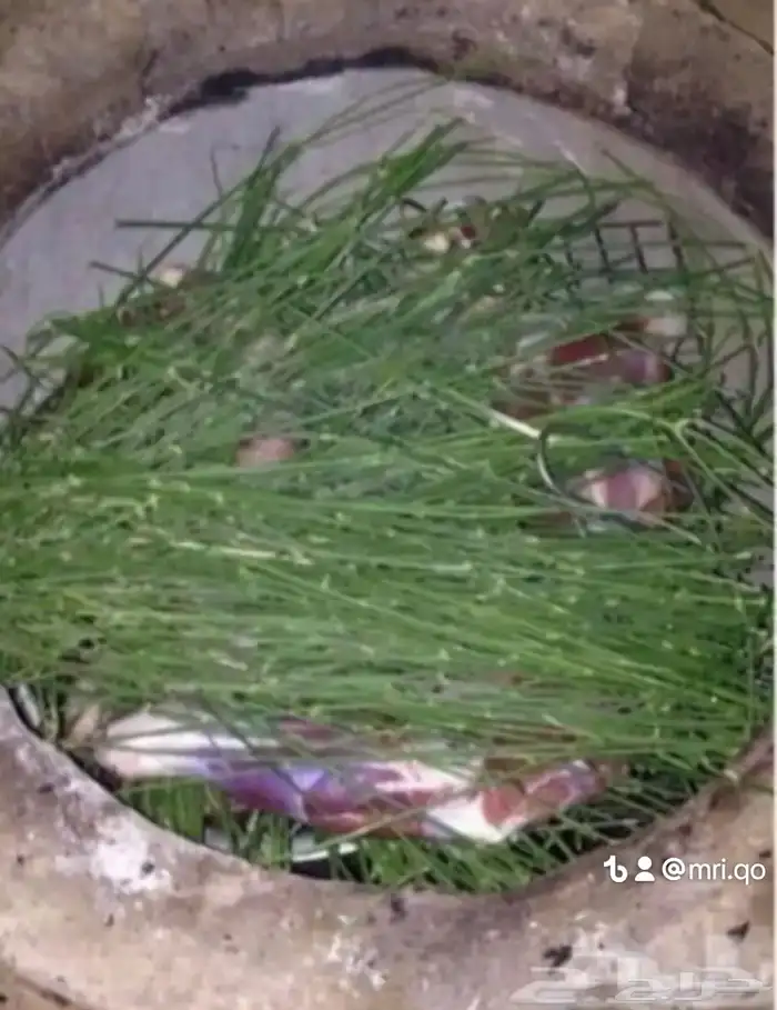 مرخ طازج ومشروط 1