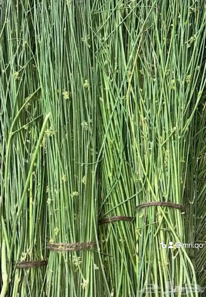 مرخ طازج ومشروط 0